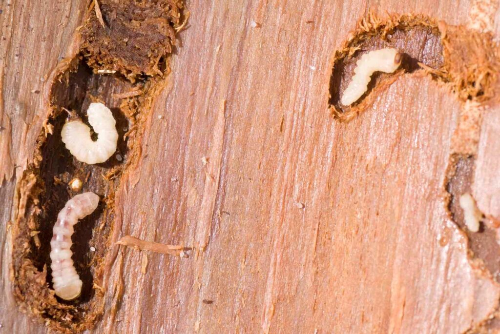 disinfestazione tarli legno sagem pulizie milano