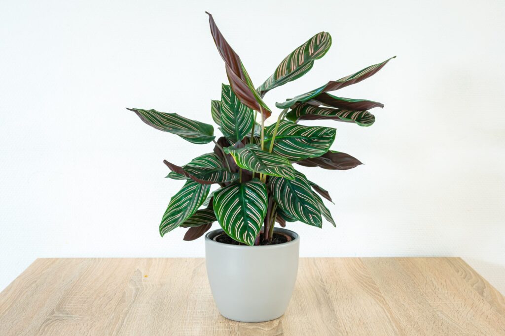 iStock 1297073424fffsdweqwe